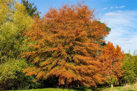 willow schnee|Facts About Willow Oak Trees .